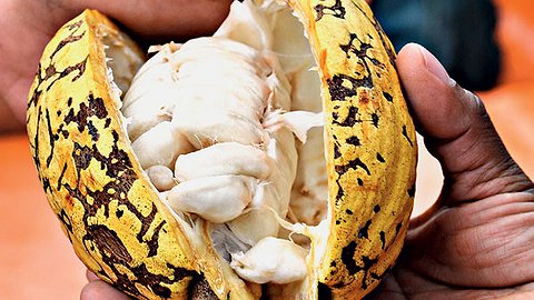 Шоколадные проблемы